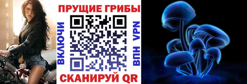 Галлюциногенные грибы Psilocybine cubensis  купить закладку  Куртамыш 